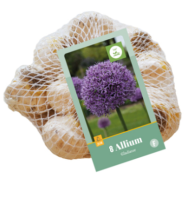 X    8 ALLIUM GLADIATOR 16/18