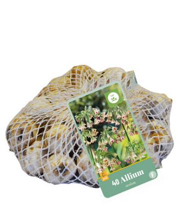 X   40 ALLIUM SICULUM 10/12