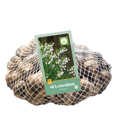 X   40 LEUCOJUM AESTIVUM 8/9