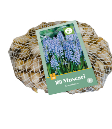 X 100 MUSCARI ARMENIACUM 7/8