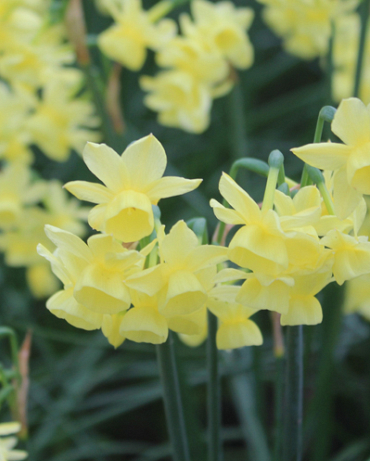 X 100 NARCISSUS ANGEL'S BREATH 8/10