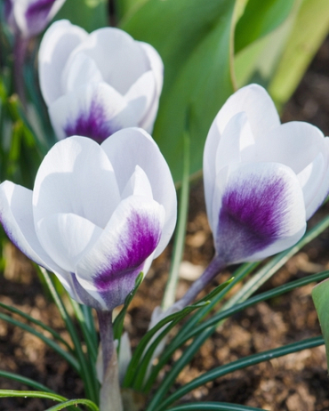 X 100 CROCUS SPECIE PRINS CLAUS 5/+