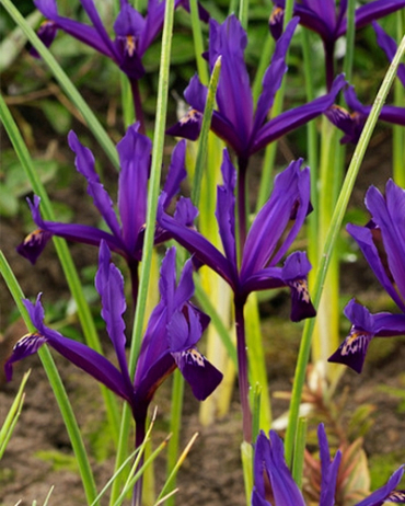 X 100 IRIS RETICULATA PAULINE 6/+