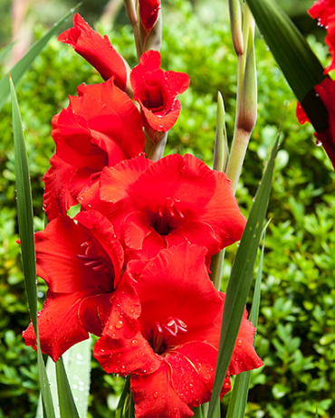 X 100 GLADIOLUS OSCAR 12/14