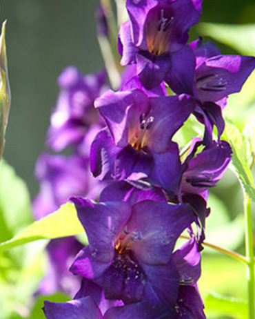 X 100 GLADIOLUS PURPLE FLORA 12/14