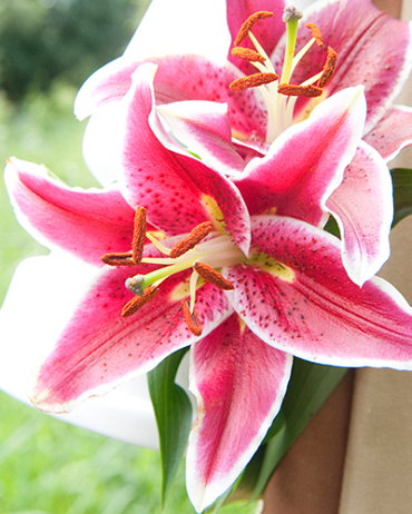 X 50 LILIUM STARGAZER 14/16