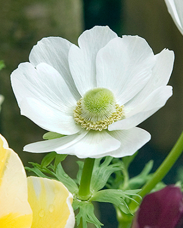 X 100 ANEMONE CORONARIA BRIDE 5/6