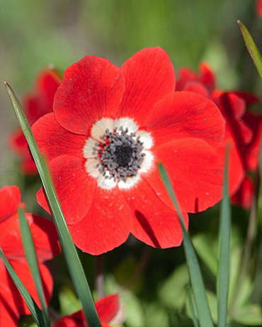 X 100 ANEMONE CORONARIA HOLLANDIA 5/6