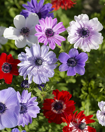 X 100 ANEMONE CORONARIA ST BRIGID 5/6