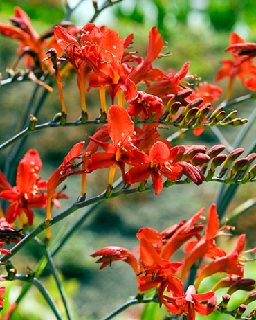 X 100 CROCOSMIA LUCIFER 10/+