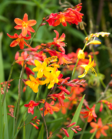 X 100 CROCOSMIA MIX 6/7