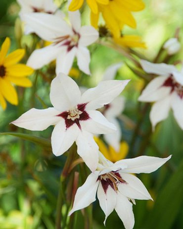 X 100 GLADIOLUS CALLIANTHUS 8/10