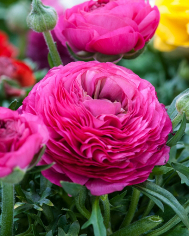 X 100 RANUNCULUS ROZE 6/7