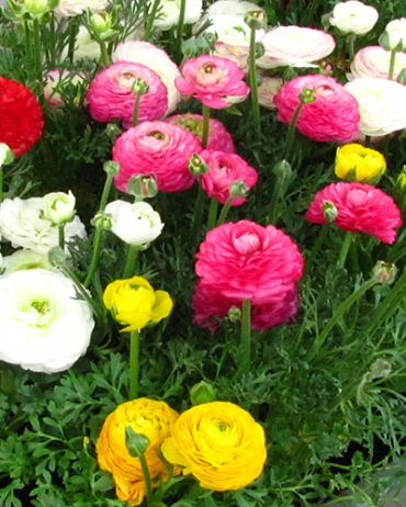 X 100 RANUNCULUS MIX 6/7