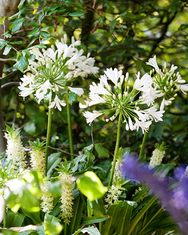 X 25 AGAPANTHUS AFRICANUS ALBUS 1/2