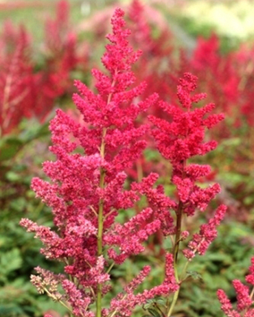 X 25 ASTILBE ARENDSII SPINELL 2/3