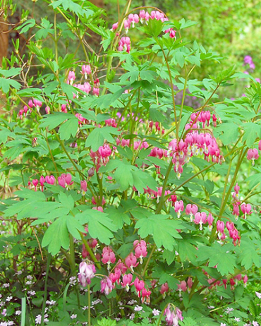 X 25 DICENTRA SPECTABILIS 2/3