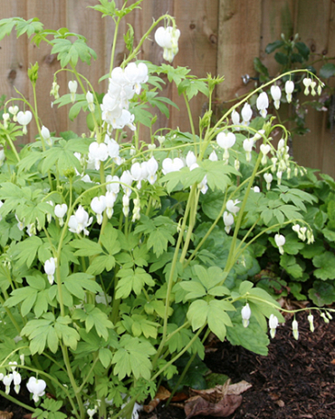 X 25 DICENTRA SPECTABILIS ALBA 2/3