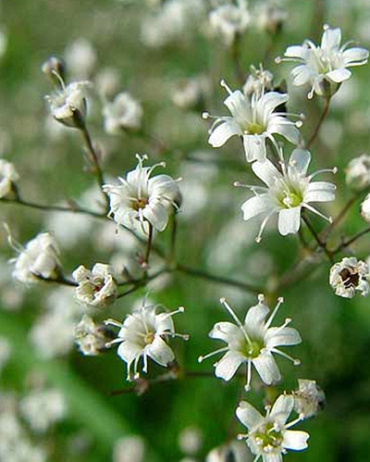 X 25 GYPSOPHILA PANICULATA  I