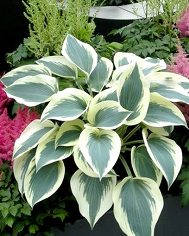 X 25 HOSTA BLUE IVORY I