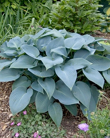 X 25 HOSTA TARDIANA HALCYON I