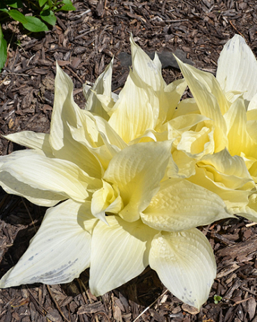 X 25 HOSTA WHITE FEATHER I