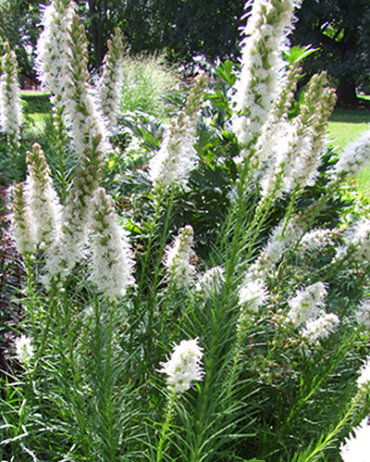 X 25 LIATRIS FLORISTAN WHITE 12/14