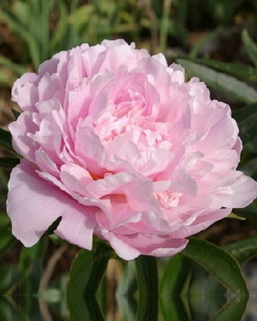 X 25 PAEONIA SARAH BERNHARDT 2/3