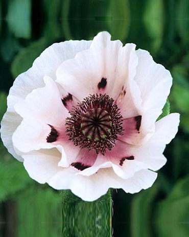 X 25 PAPAVER PERRYS WHITE I