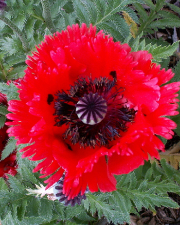 X 25 PAPAVER TURKENLOUIS I