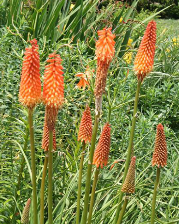 X 25 TRITOMA (KNIPHOFIA) ALCAZAR I