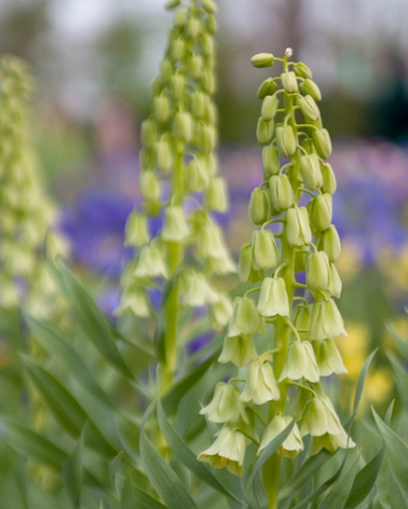 X   10 FRITILLARIA PERSICA IVORY BELLS 20/+