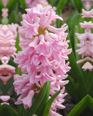 X   50 HYACINTHUS PINK SURPRISE 15/16