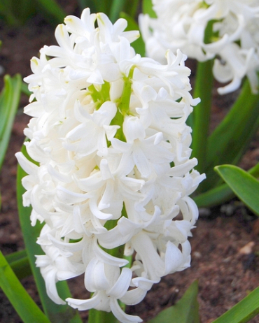 X   50 HYACINTHUS WHITE PEARL 15/16