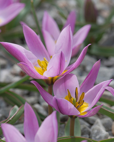 X 250 TULIPA PULCHELLA HUMILIS 6/+