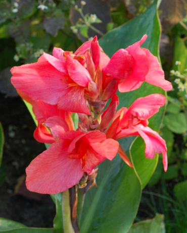 X 25 CANNA CITY OF PORTLAND I