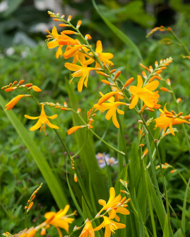 X 100 CROCOSMIA GEORGE DAVISON 8/+