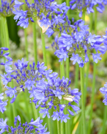 X 25 AGAPANTHUS BLUE GIANT 1/2