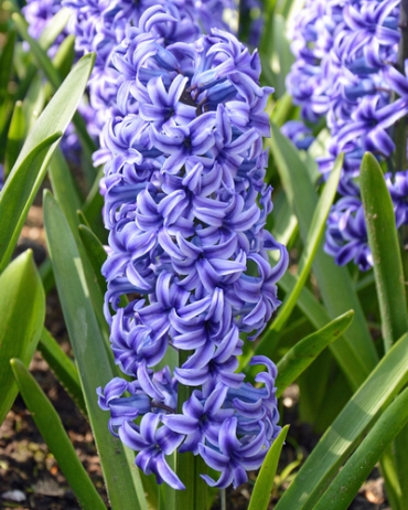 X   50 HYACINTHUS BLUE JACKET 15/16