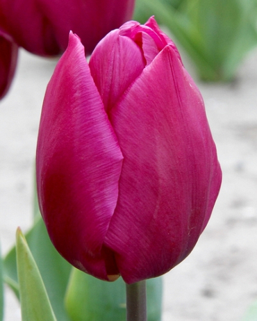 X 100 TULIPA PURPLE PRINCE 12/+