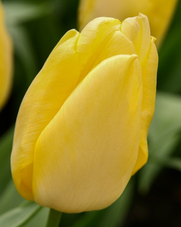 X 100 TULIPA SUNNY PRINCE 11/12