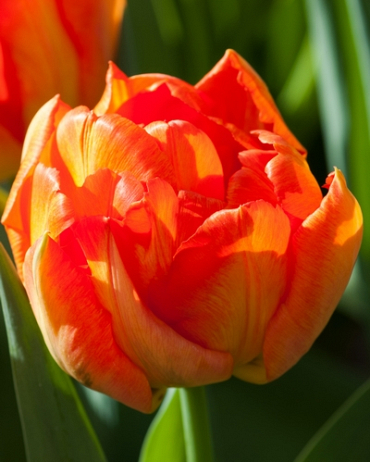 X 100 TULIPA MONTE ORANGE 11/12