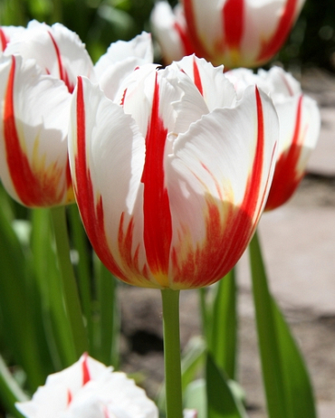 X 100 TULIPA CARNAVAL DE RIO 12/+