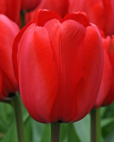 X 100 TULIPA RED IMPRESSION 11/12