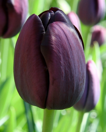 X 100 TULIPA QUEEN OF NIGHT 11/12