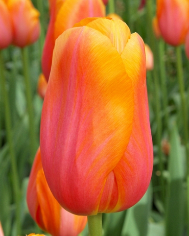 X 100 TULIPA DORDOGNE 12/+