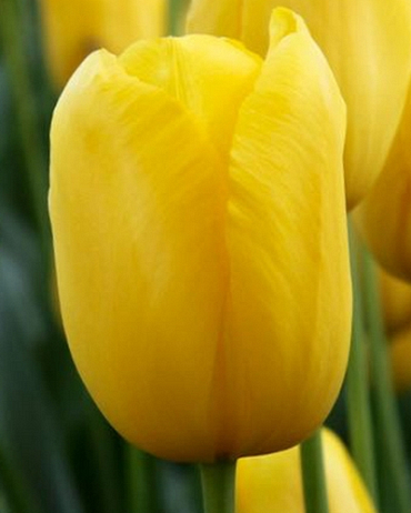 X 100 TULIPA MUSCADET 12/+