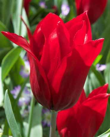 X 100 TULIPA PIETER DE LEUR 11/12