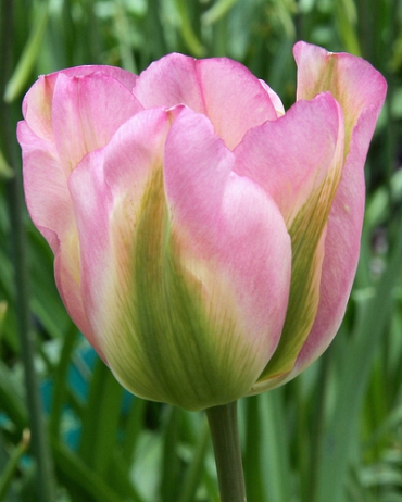 X 100 TULIPA GROENLAND 11/12