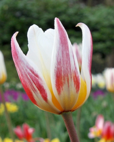 X 100 TULIPA ICE STICK 11/12